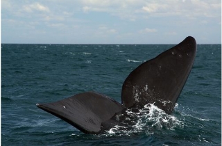 Observação de baleias 